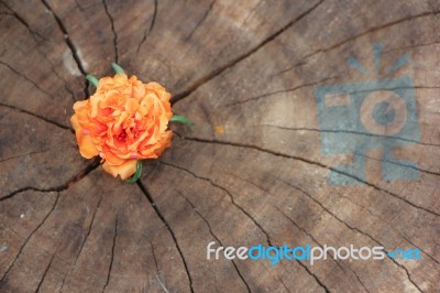 Closeup Common Purslane  Flower With Wood Background Stock Photo