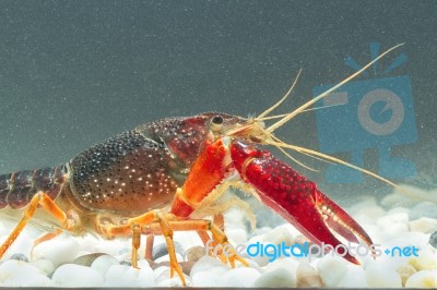 Closeup Crayfish Stock Photo