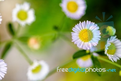 Closeup Daisy Flower Stock Photo
