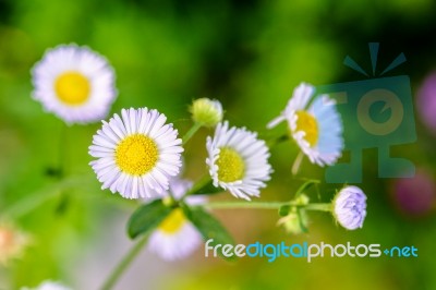 Closeup Daisy Flower Stock Photo