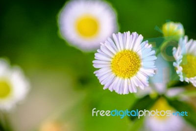 Closeup Daisy Flower Stock Photo