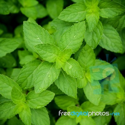Closeup Fresh Growing Peppermint Leaves At Vegetable Garden With… Stock Photo