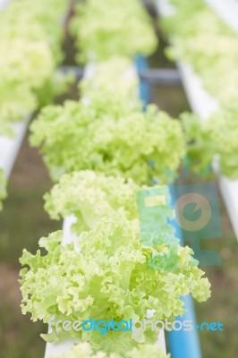 Closeup Green Coral Plants On Hydrophonic Farm Stock Photo