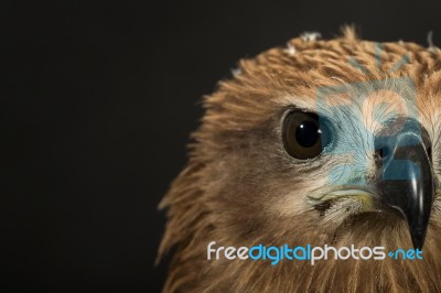 Closeup Hawk Isolate Stock Photo