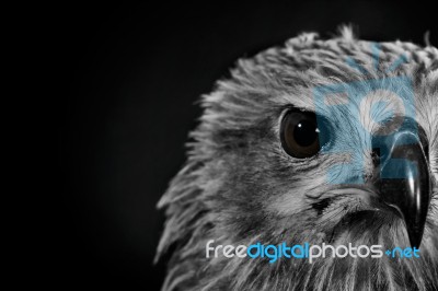 Closeup Hawk On Black Background Stock Photo