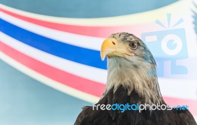Closeup Hawk On Colorful Background Stock Photo