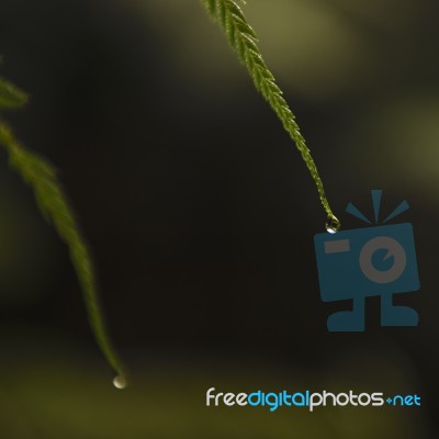 Closeup Of A Fern Stock Photo