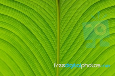 Closeup Of Green Leaves Texture Background. Green Leaves With Beautiful Stock Photo