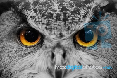 Closeup Of Owl Face ,carnivorous Bird With Amber Eyes Stock Photo