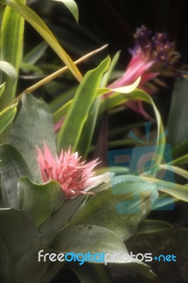 Closeup Of Plant From Jungle Achmea Primera Bromeliad. Amazonia,… Stock Photo