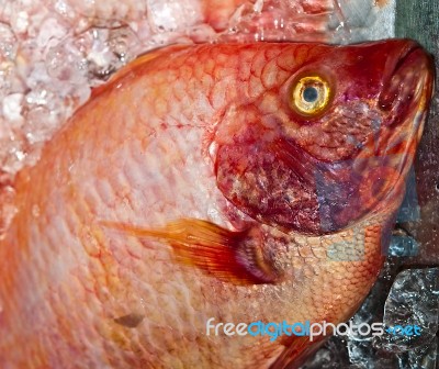 Closeup Of Red Fish Stock Photo