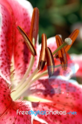 Closeup Of Red-white Lily Flower Stock Photo