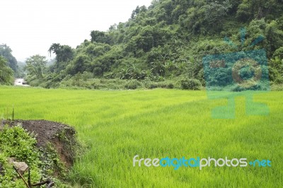 Closeup Of Rice Field Stock Photo