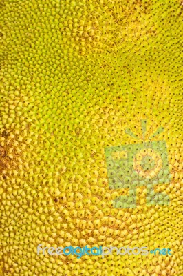 Closeup Of Textured Skin Of A Jack-fruit Stock Photo