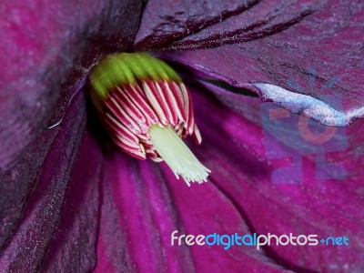 Closeup Purple Clematis Flower Stock Photo