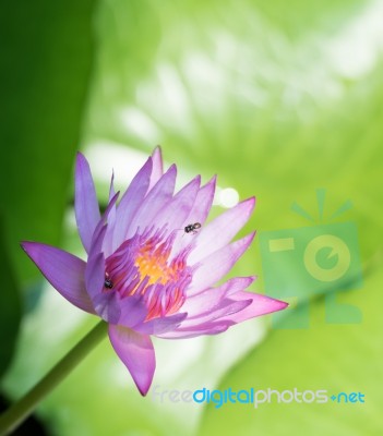 Closeup Purple Water Lily With Green Leaf Stock Photo