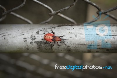 Closeup Red Bug On Metal Fence Stock Photo Closeup Red Bug On Metal Fence Stock Photo