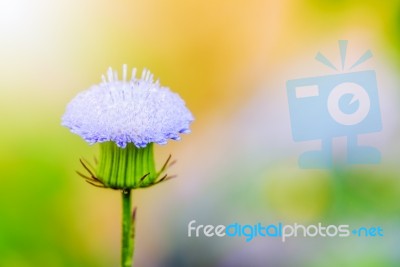 Closeup Tiny Blue Flower Stock Photo