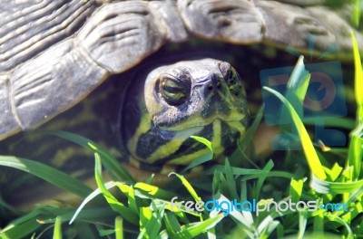 Closeup View  Of A Tortoise Head Stock Photo