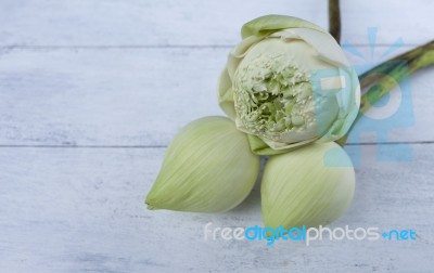 Closeup White And Green Lotus Stock Photo