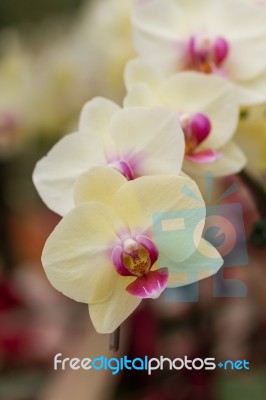 Closeup White Butterfly Orchids Stock Photo