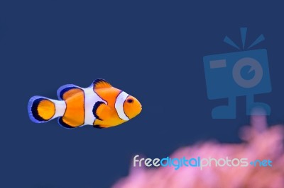 Clown Fish Swimming In Blue Water With Pink Anemone Stock Photo