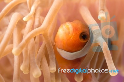 Clownfish With Sea Animone In Andaman South Of Thailand Stock Photo