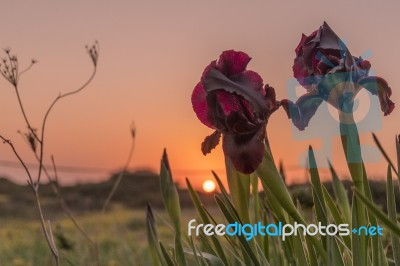 Coastal Iris Stock Photo