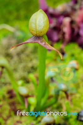 Cobra Lily (pitcher Plant) Stock Photo
