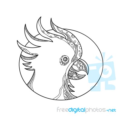 Cockatoo Head Circle Doodle Art Stock Image