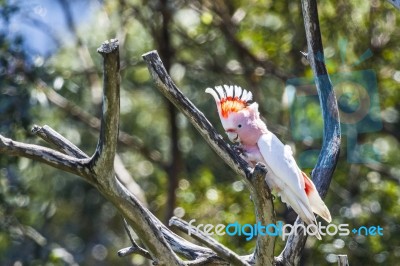 Cockatoo In A Tree Stock Photo