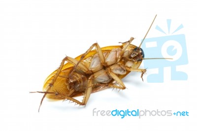 Cockroach On White Background Stock Photo