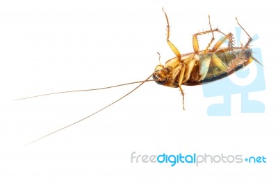 Cockroach Turn Face Up On White Background (isolated) And Blank Area At Lower Side Stock Photo