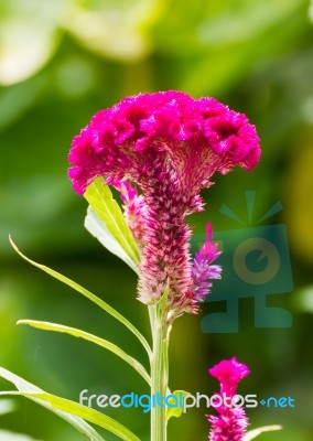 Cockscomb Flower Stock Photo Cockscomb Flower Stock Photo
