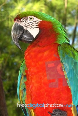 Cocky Parrot Stock Photo