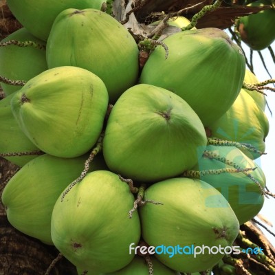 Coconut Stock Photo