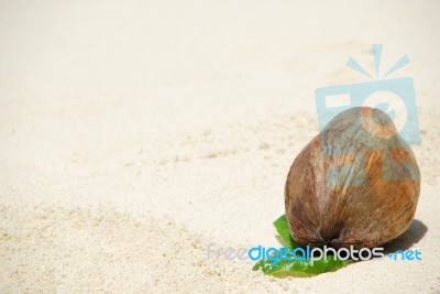 Coconut Fruit On A Tropical Sandy Beach Stock Photo