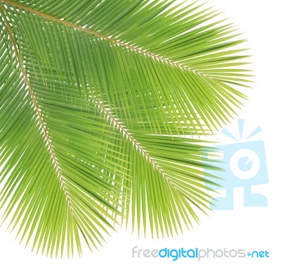 Coconut Leaf Isolated On White Background Stock Photo