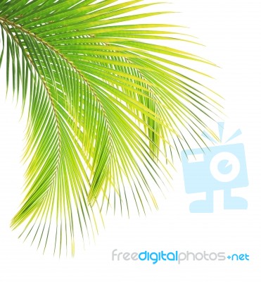 Coconut Leaf Isolated On White Background Stock Photo