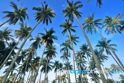 Coconut Palm Stock Photo