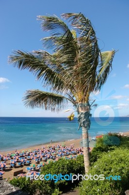 Coconut Palm (cocos Nucifera) Tree In Lanzarote Stock Photo