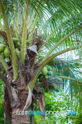 Coconut Tree Stock Photo