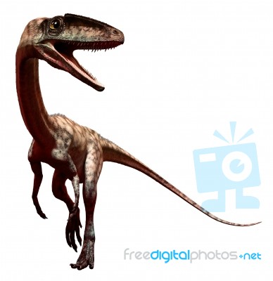 Coelophysis Stock Image