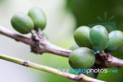 Coffee Beans Growing Stock Photo