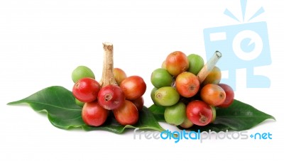 Coffee Beans Isolated On White Background Stock Photo