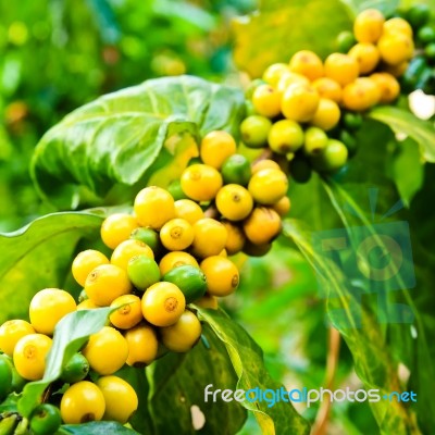 Coffee Beans On Tree In Farm Stock Photo