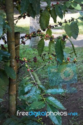 Coffee Beans Ripening On Tree Stock Photo
