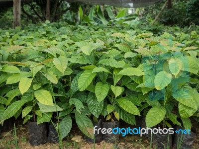 Coffee Seedlings Plant In A Nursery Stock Photo