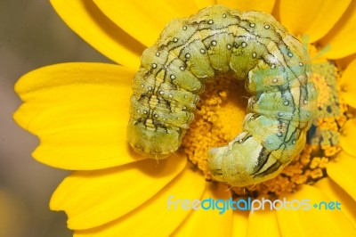 Coiled Caterpillar Stock Photo