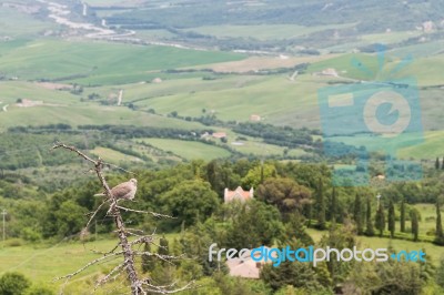 Collared Dove Perched On A Tree In Val D'orcia Tuscany Stock Photo